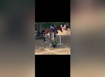 KWPN, Yegua, 7 años, 160 cm, Castaño