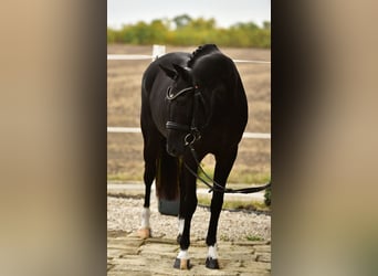 KWPN, Yegua, 7 años, 160 cm, Negro