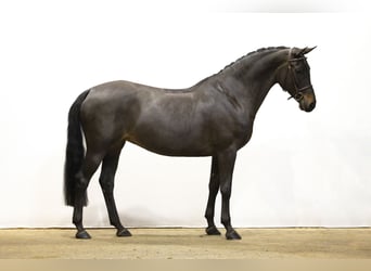 KWPN, Yegua, 7 años, 161 cm, Morcillo