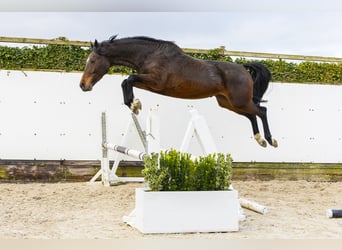 KWPN, Yegua, 7 años, 164 cm, Castaño