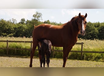 KWPN, Yegua, 7 años, 166 cm, Alazán