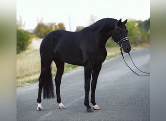 KWPN, Yegua, 7 años, 166 cm, Negro