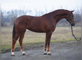 KWPN, Yegua, 7 años, 167 cm, Alazán