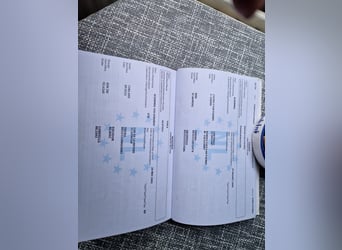 KWPN, Yegua, 7 años, 167 cm, Porcelana