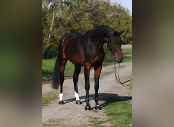 KWPN, Yegua, 7 años, 170 cm, Castaño oscuro