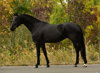 KWPN, Yegua, 7 años, 170 cm, Negro