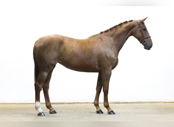 KWPN, Yegua, 7 años, 172 cm