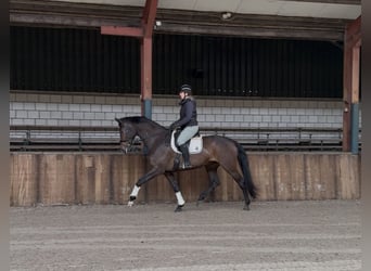 KWPN, Yegua, 7 años, 172 cm, Castaño oscuro