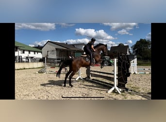 KWPN, Yegua, 7 años, 172 cm, Castaño oscuro