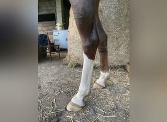 KWPN, Yegua, 7 años, 173 cm, Alazán