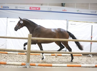 KWPN, Yegua, 7 años, 173 cm, Castaño oscuro