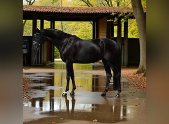 KWPN, Yegua, 7 años, Negro