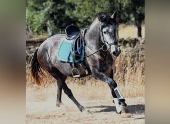 KWPN Mestizo, Yegua, 8 años, 162 cm, Tordo rodado