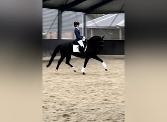 KWPN, Yegua, 8 años, 163 cm, Negro