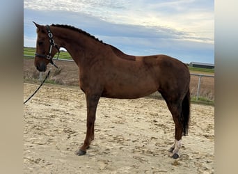 KWPN, Yegua, 8 años, 164 cm, Alazán-tostado