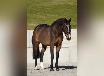 KWPN, Yegua, 8 años, 165 cm, Castaño oscuro