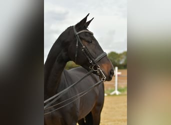 KWPN, Yegua, 8 años, 168 cm, Castaño oscuro