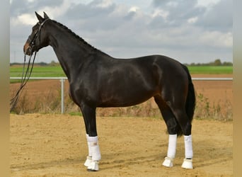 KWPN, Yegua, 8 años, 168 cm, Castaño oscuro