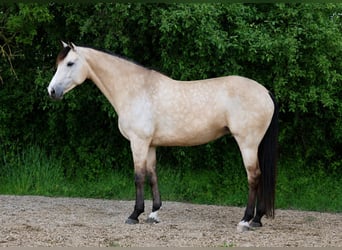 KWPN, Yegua, 8 años, 170 cm, Buckskin/Bayo