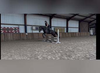 KWPN, Yegua, 8 años, 172 cm, Negro