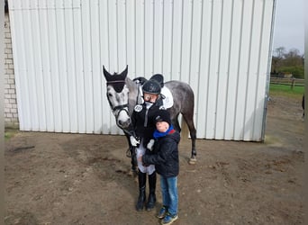 KWPN Mestizo, Yegua, 9 años, 142 cm, Tordo rodado