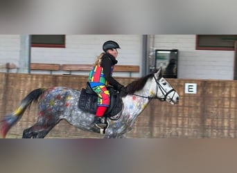 KWPN Mestizo, Yegua, 9 años, 142 cm, Tordo rodado