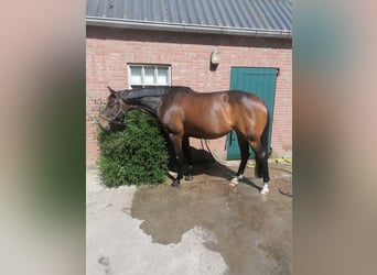 KWPN, Yegua, 9 años, 165 cm, Castaño oscuro