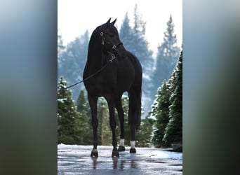 KWPN, Yegua, 9 años, 166 cm, Castaño oscuro