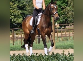 KWPN, Yegua, 9 años, 167 cm, Castaño