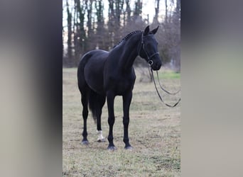 KWPN, Yegua, 9 años, 170 cm, Castaño oscuro