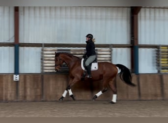 KWPN, Yegua, 9 años, 172 cm, Castaño