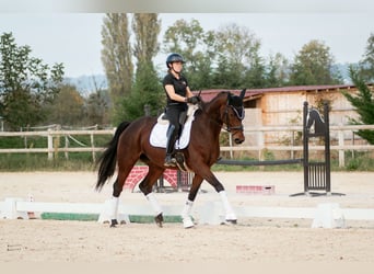 KWPN, Yegua, 9 años, 172 cm, Castaño