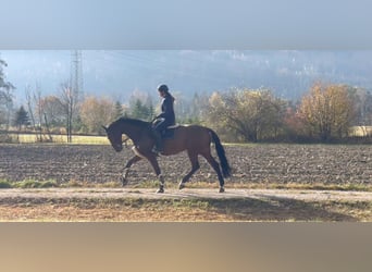 KWPN, Yegua, 9 años, 173 cm, Castaño