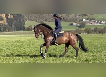 KWPN, Yegua, 9 años, 173 cm, Castaño