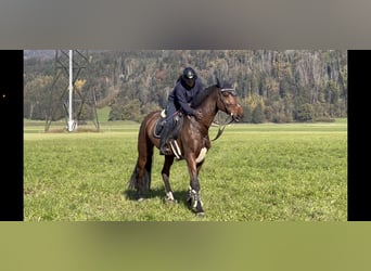 KWPN, Yegua, 9 años, 173 cm, Castaño