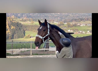 KWPN, Yegua, 9 años, 173 cm, Castaño