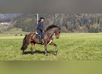 KWPN, Yegua, 9 años, 173 cm, Castaño