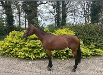 KWPN, Yegua, 9 años, Castaño