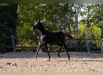 KWPN, Yegua, Potro (01/2025), 170 cm, Negro