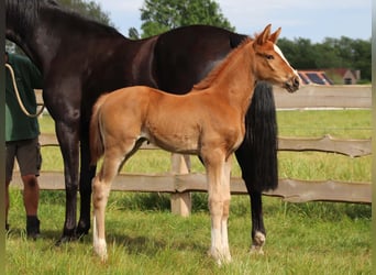 KWPN, Yegua, Potro (04/2026), Alazán