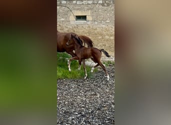 KWPN, Yegua, Potro (02/2026), Castaño