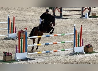 KWPN, Nieznany, Zygota