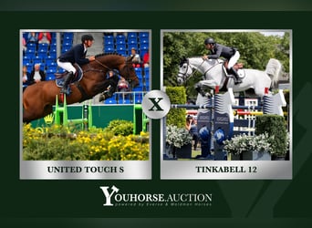 KWPN, Nieznany, Zygota