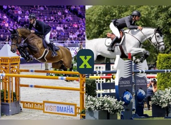 KWPN, Nieznany, Zygota