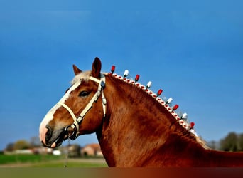 Vlaams paard, Hengst, 6 Jaar, 189 cm, Vos
