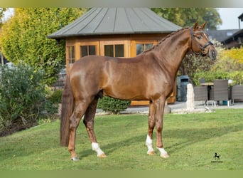 Hanoverian, Stallion, 9 years, 16.2 hh, Chestnut