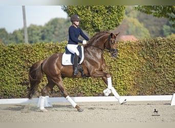 Hanoverian, Stallion, 9 years, 16.2 hh, Chestnut