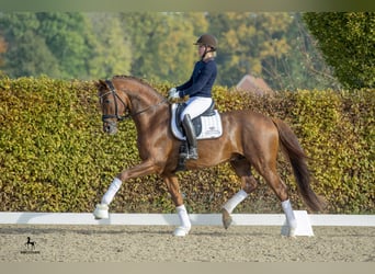 Koń hanowerski, Ogier, 11 lat, 171 cm, Ciemnokasztanowata