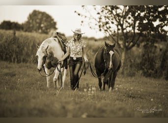 Langfristige RB an Westernpferd gesucht
