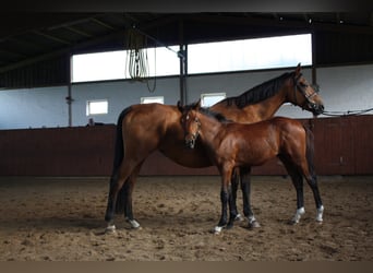 Bavarian Warmblood, Stallion, 26 years, 16.1 hh, Black